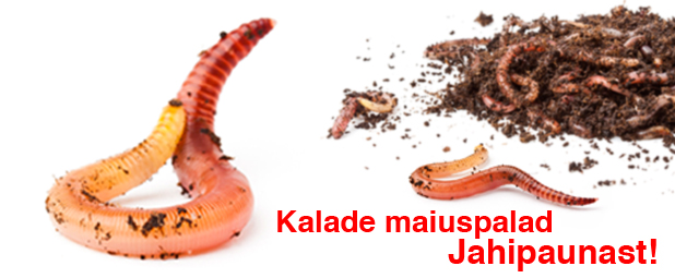 KALADE MAIUSPALAD ALATI SAADAVAL
