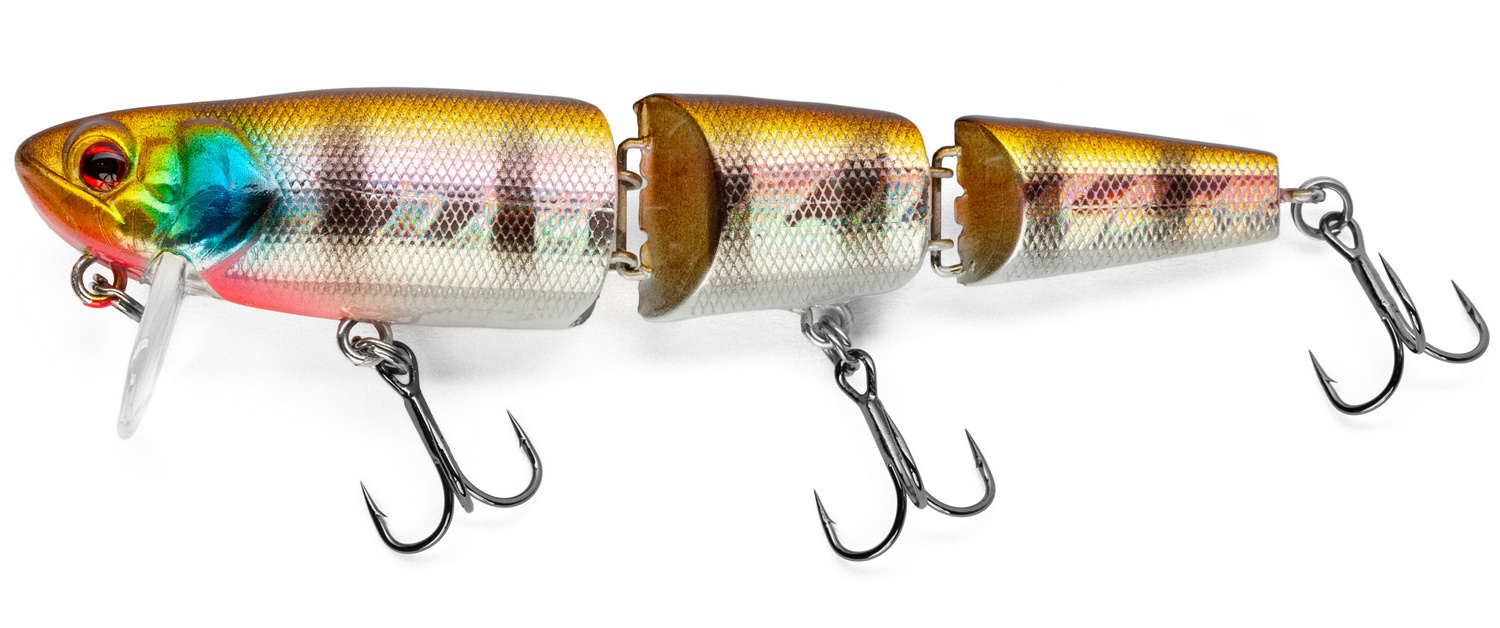 Golden Perch