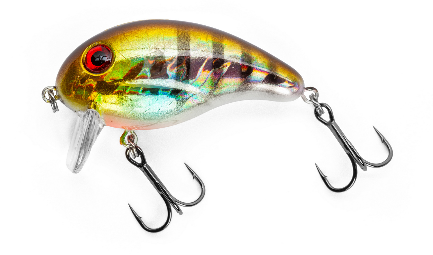 Golden Perch