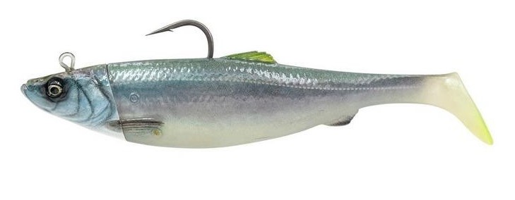 Coalfish