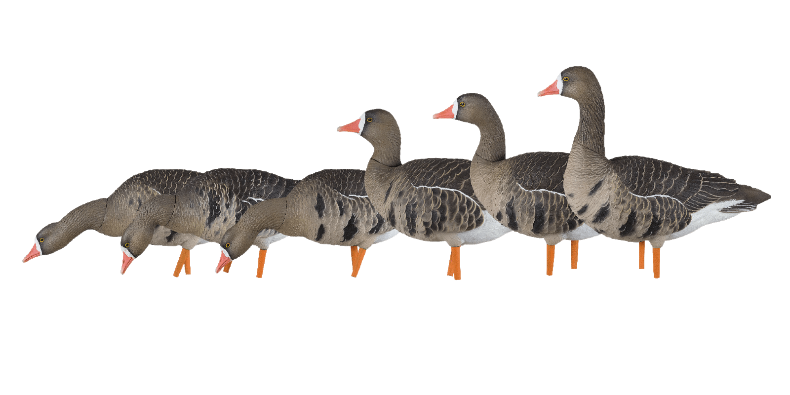 PEIBUTUSKUJUD AVIAN-X AXP SPECKBELLY
